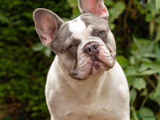 French Bulldog dogs - Advert 15