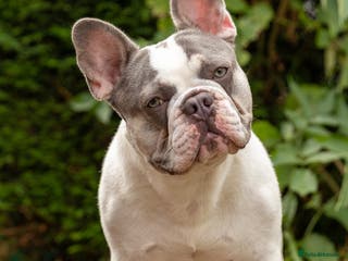 French Bulldog dogs Jasper available for stud - Advert 19
