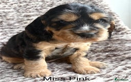 Cocker Spaniel dogs for sale: 🐾 Adorable Cocker Spaniel Puppies  - Image 5