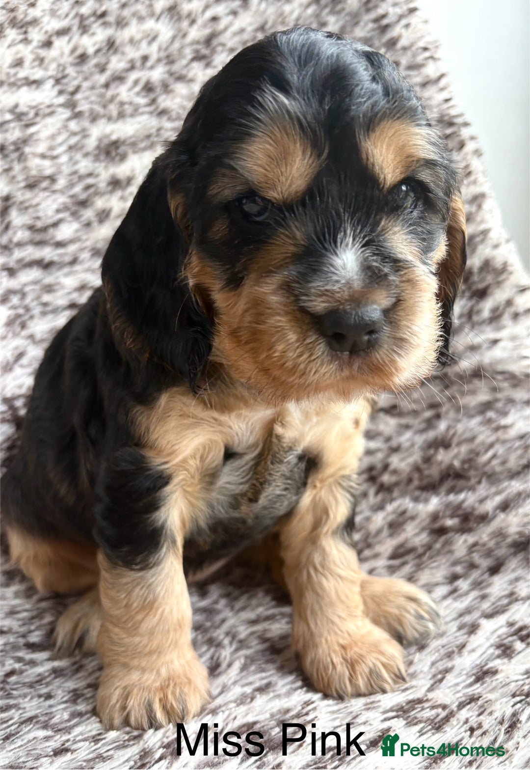 Cocker Spaniel dogs for sale: 🐾 Adorable Cocker Spaniel Puppies  - Image 5