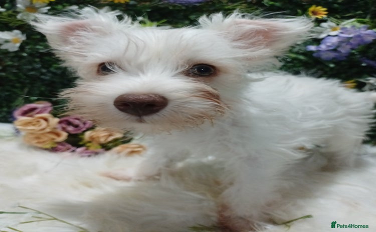 Miniature Schnauzer dogs - Advert 1