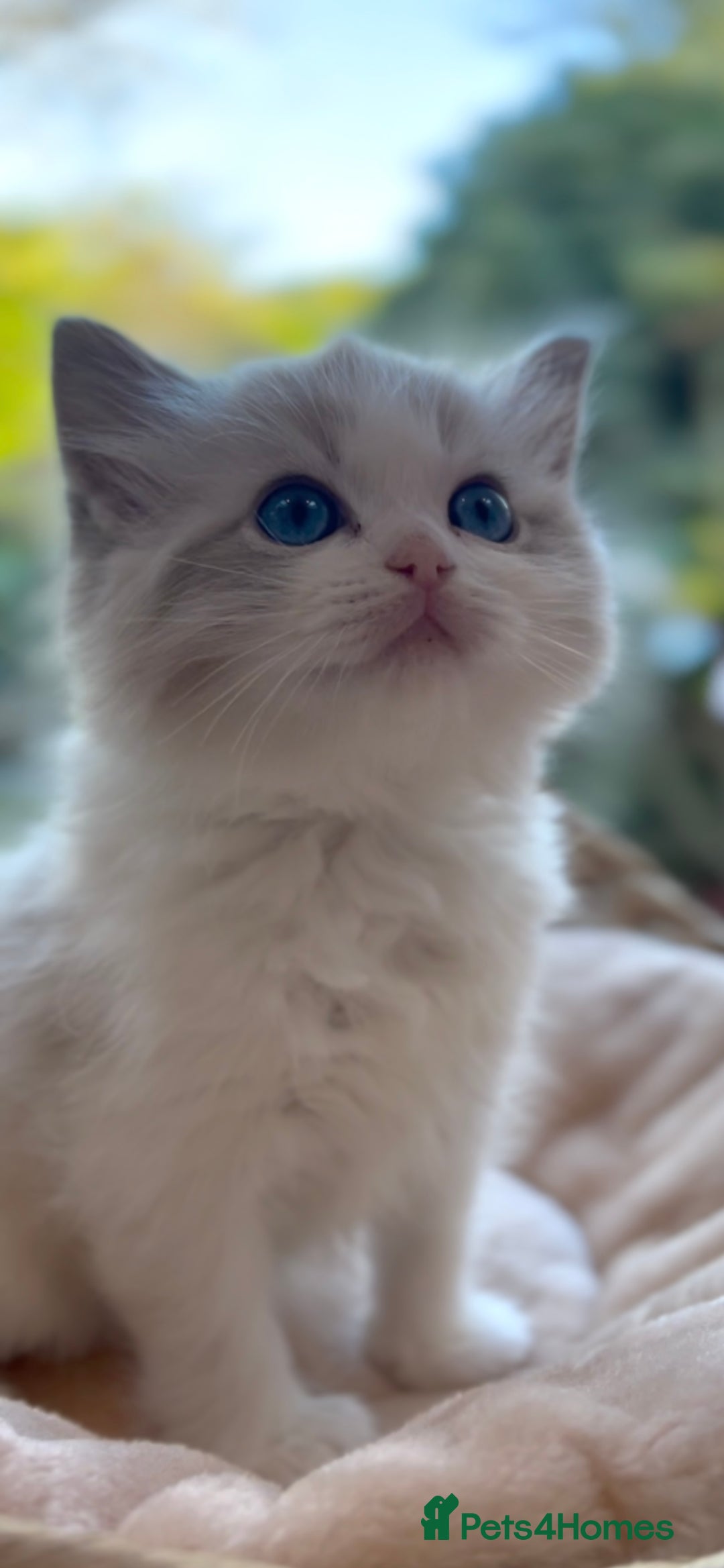 Ragdoll cats for sale: GCCF Registered. Grand Champion Bloodlines. - Advert 20