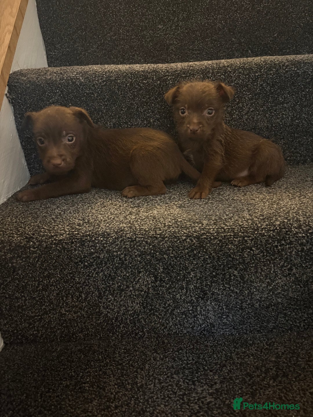 Patterdale Terrier dogs for sale: Patterdale Terrier pups  - Advert 2