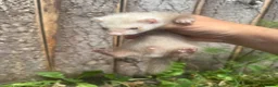 Ferret rodents for sale:  Small Sandy Hob Kit - Advert 3
