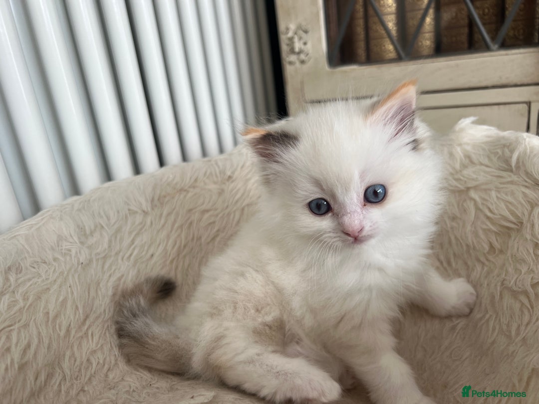 Ragdoll cats for sale: 2 fluffy ragdoll girls READY NOW - Image 8