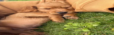 Cocker Spaniel 1
