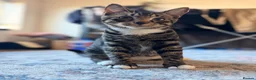 Mixed Breed cats for sale: Our handsome bengali x tabby boy needs loving home in London - Advert 2