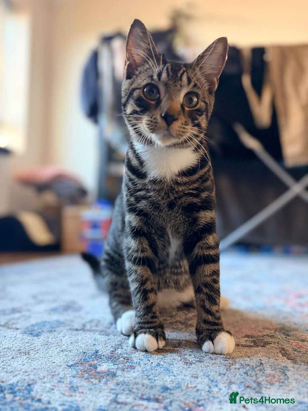 Mixed Breed cats for sale: Our handsome bengali x tabby boy needs loving home in London - Advert 2