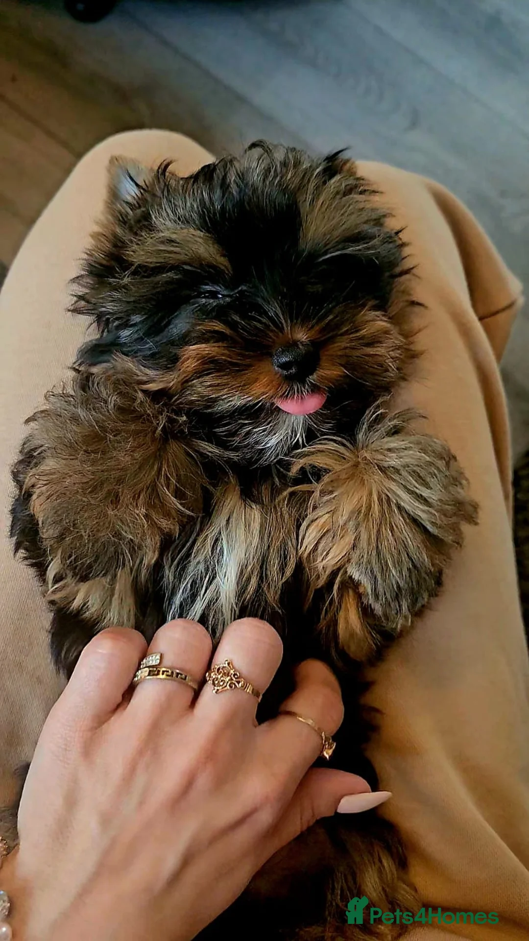 Yorkshire Terrier dogs for sale: Beautiful little Girl 💕Tiny Yorkshire Terrier  - Advert 5