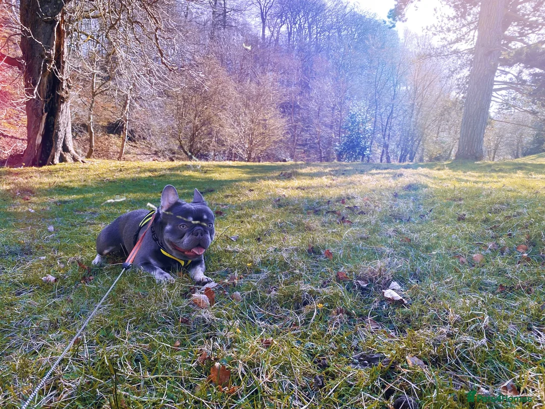 French Bulldog dogs for sale: Adorable 3-Year-Old Male & Female French Bulldog - Advert 21