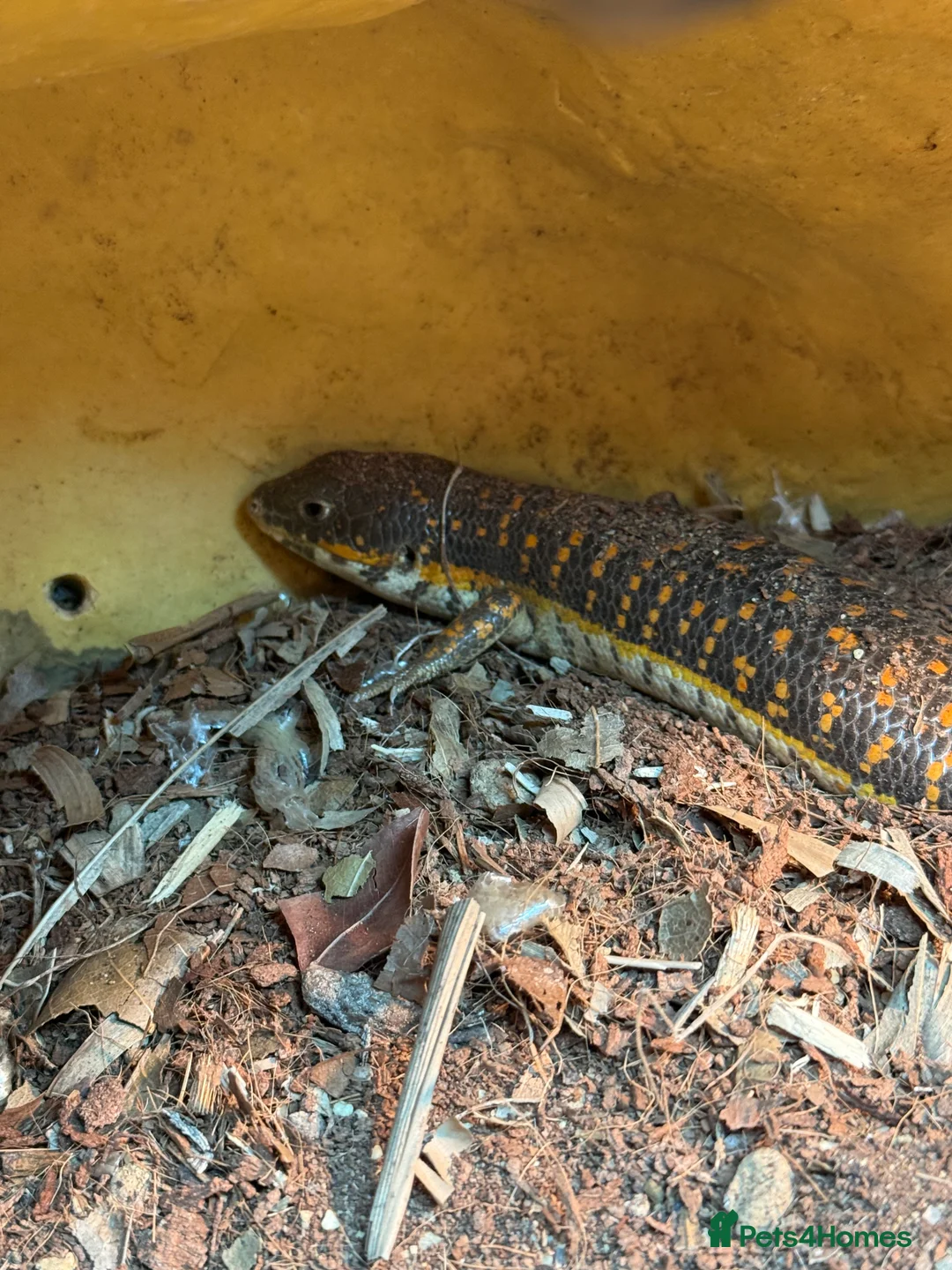 Skink reptiles for sale: Schneider skink and full set up for sale  - Advert 4