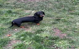 Miniature Dachshund dogs for sale: Black and Tan Miniature Smooth Female - Image 1