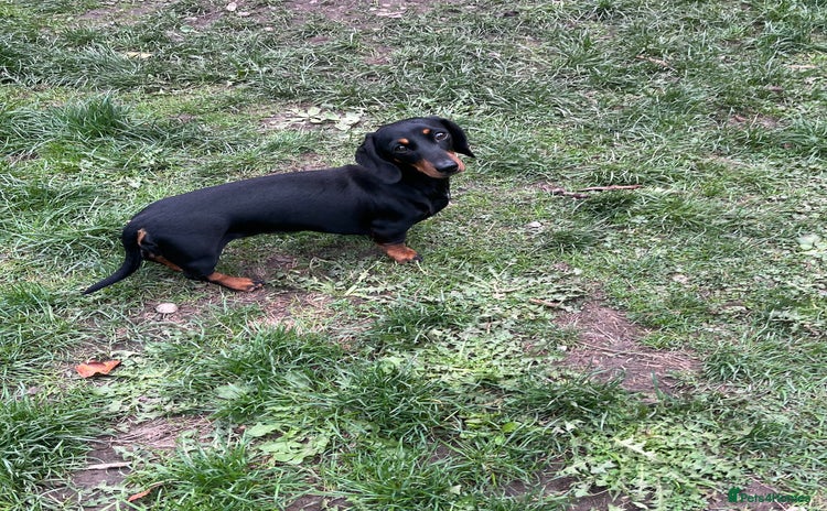 Miniature Dachshund dogs - Advert 8