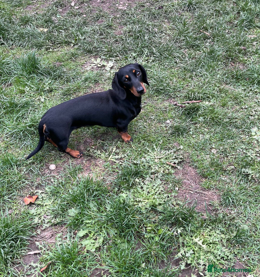 Miniature Dachshund dogs for sale: Black and Tan Miniature Smooth Female - Image 1