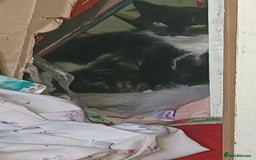 Bengal cats for sale: Bengal cross kittens  - Advert 15