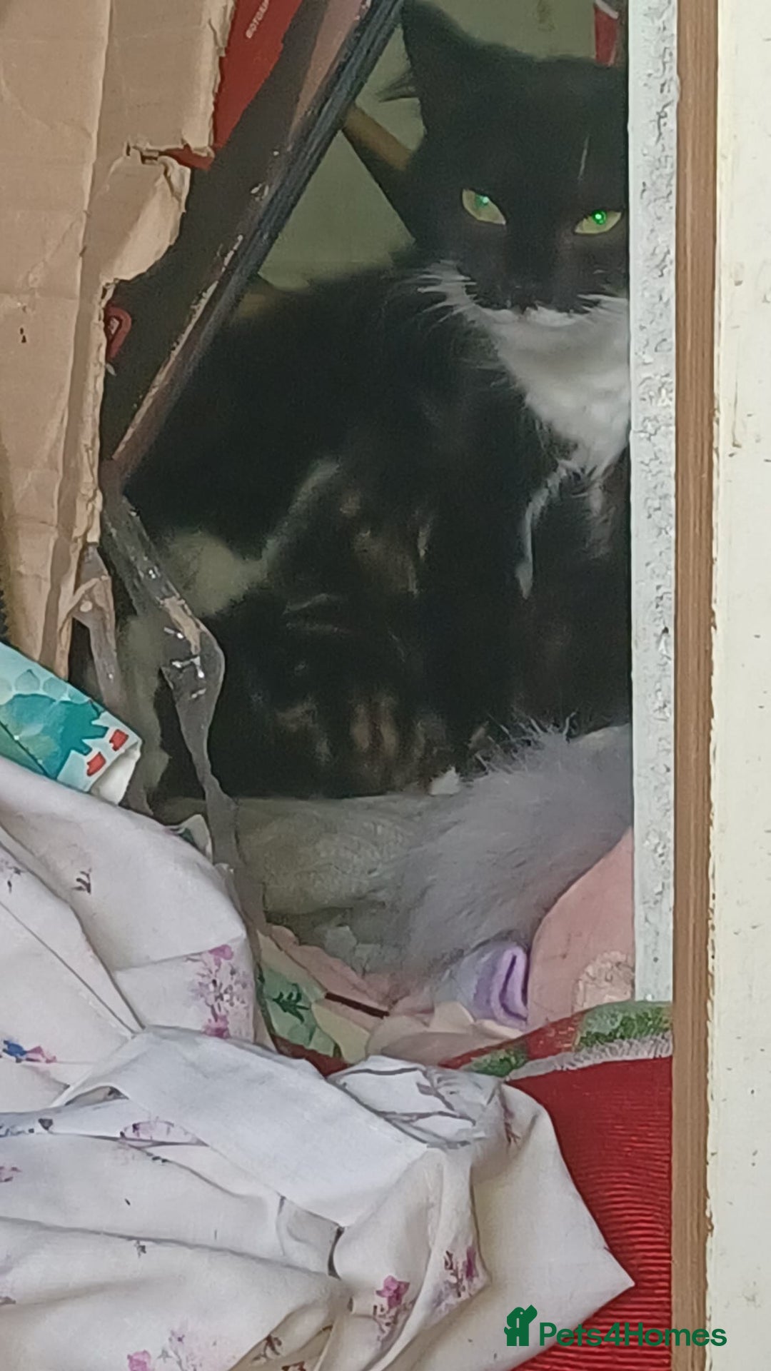 Bengal cats for sale: Bengal cross kittens  - Advert 15