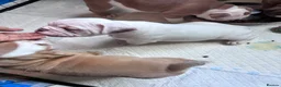 Mixed Breed dogs for sale: Olde English bulldog cross puppies - Advert 14