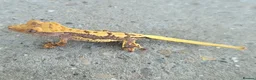 Gecko reptiles for sale: Crested Geckos hatchlings and male juveniles  - Advert 14