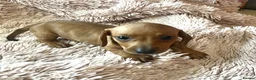 Dachshund dogs for sale: Miniature dachshund  - Advert 8