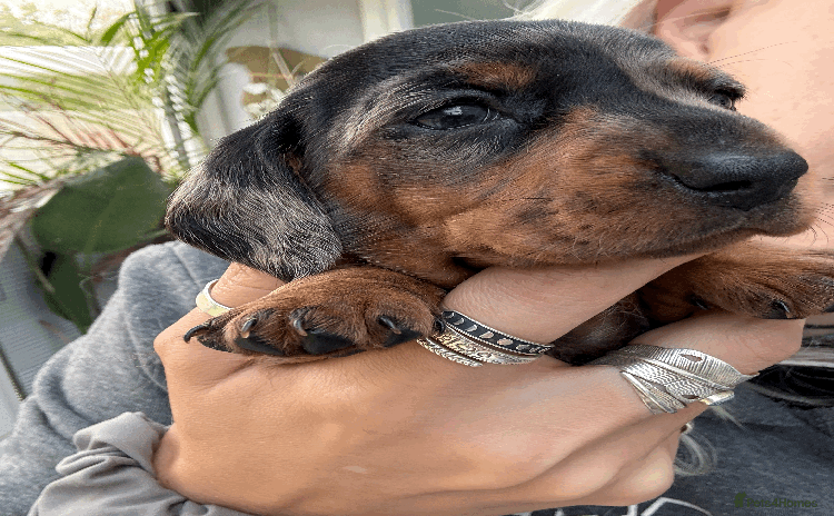 Miniature Dachshund dogs - Advert 1