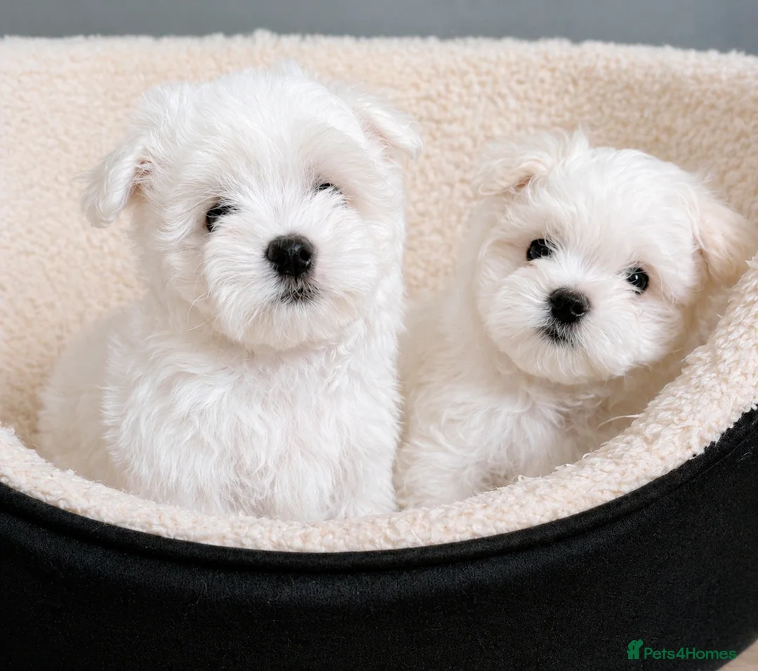 Maltese dogs for sale: Tiny Maltese Boys – KC Registered | Ready Now - Advert 1