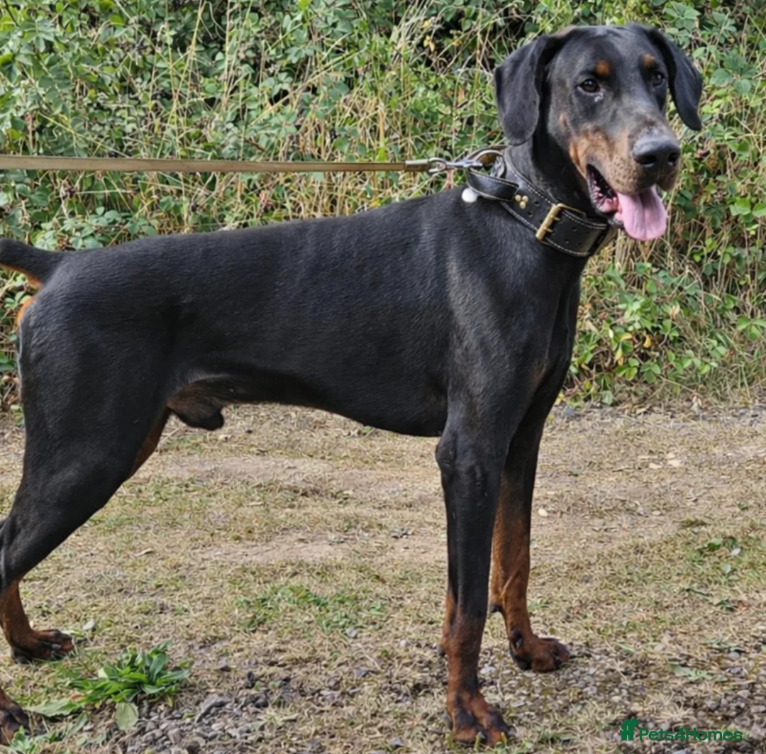 Dobermann dogs for stud: Infinity Amoris Negroni for stud - Advert 1