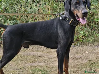 Dobermann dogs Infinity Amoris Negroni for stud - Advert 1