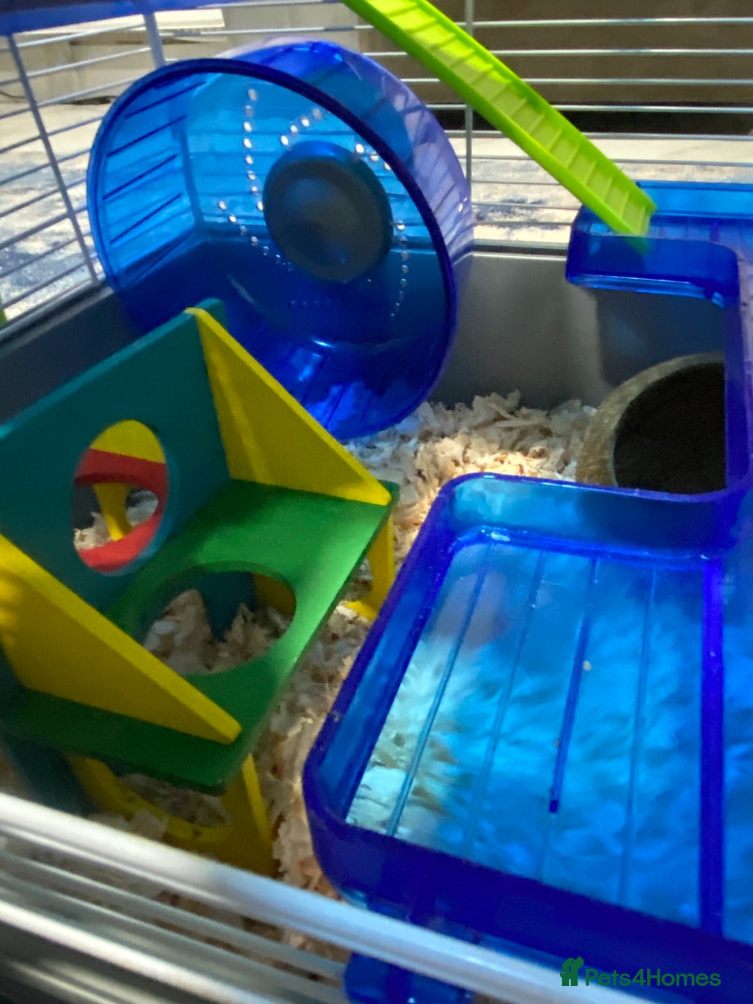 Hamster rodents for sale: Russian White Dwarf Hamster (and belongings!) - Advert 9