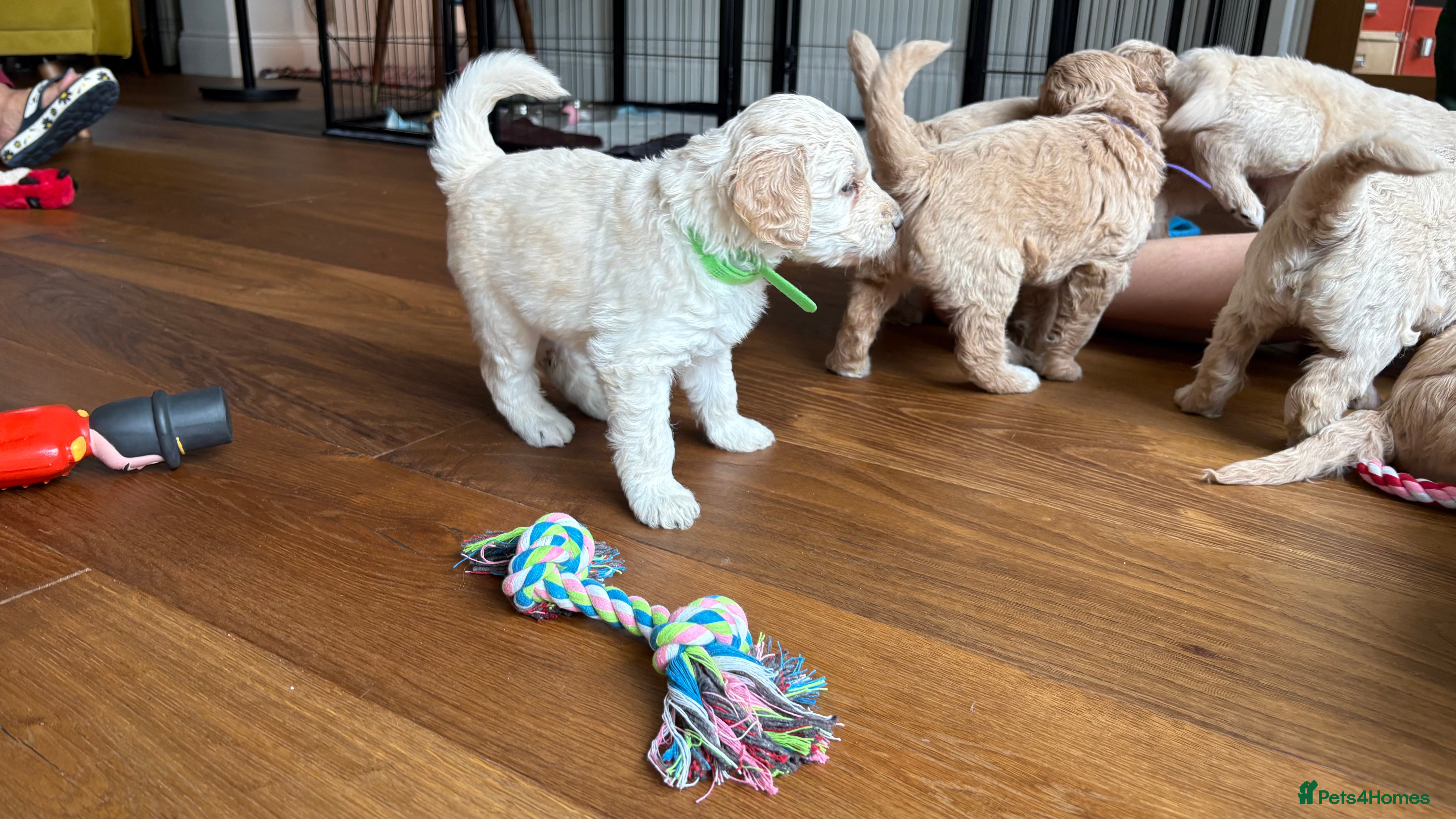 Goldendoodle dogs Golden doodle puppies from a loving home - Advert 2
