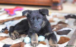 German Shepherd dogs for sale: German Shepherd Puppies - Image 33