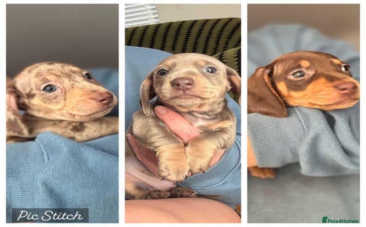 Miniature Dachshund dogs - Advert 2