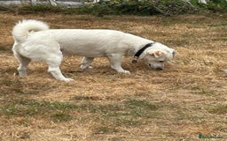 Mixed Breed dogs for adoption: Chance  - Image 10