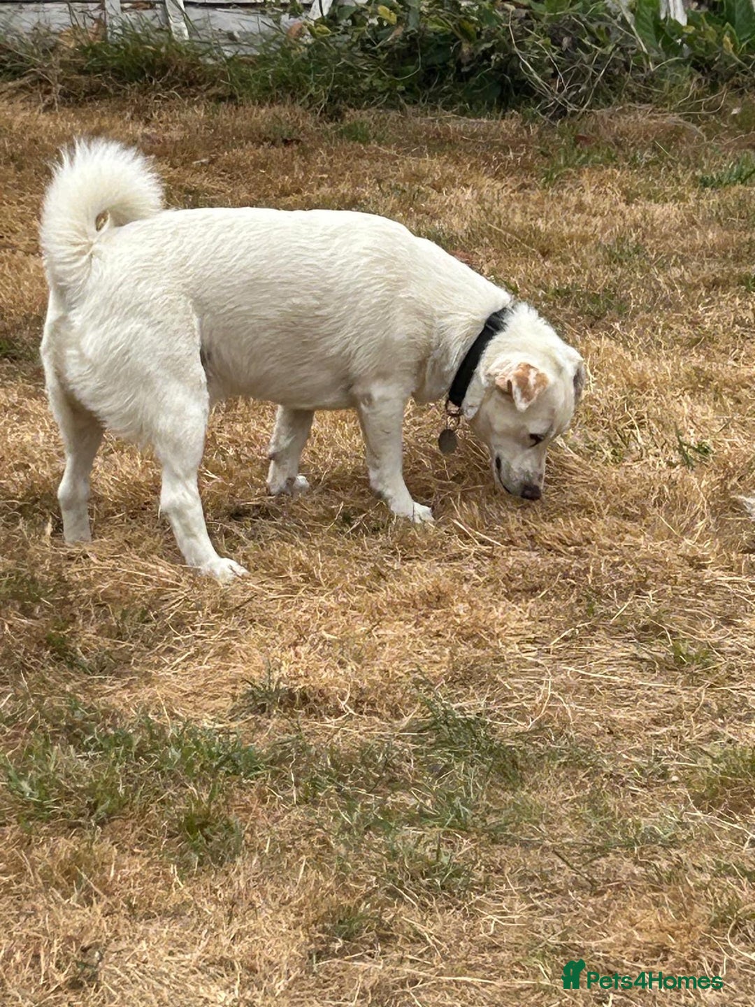 Mixed Breed dogs for adoption: Chance  - Image 10