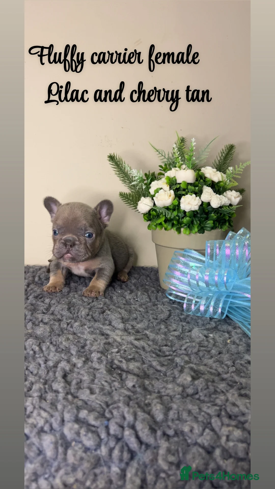 French Bulldog dogs for sale: Fluffy Lilac and cherry tan french bulldogs - Advert 3