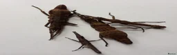 Stick Insects invertebrates for sale: STICK INSECTS   Green Bean, Sabah, Sunny, Choclog - Advert 4