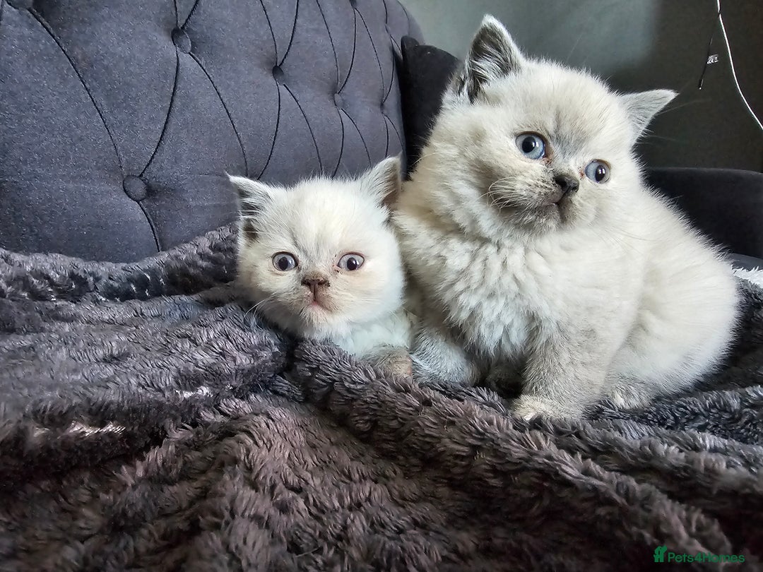 British Shorthair cats for sale: British Shorthair Kittens in Bradford - Image 9