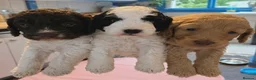 Cockapoo dogs for sale: Cockapoo  - Advert 15