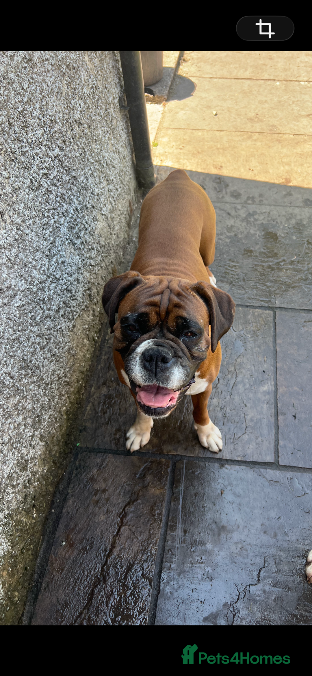 Boxer dogs for sale: Red and White Bobtail Girl - Advert 3
