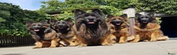 German Shepherd dogs for sale: German shepherd  - Advert 20