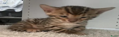 Bengal Kitten 1