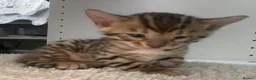 Bengal cats for sale: 2 beautiful male bengals kits - Advert 2