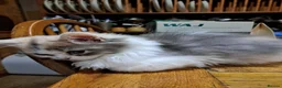 RagaMuffin cats for sale: 3 adorable Raga-per kittens. Born 7/7/26   - Advert 19