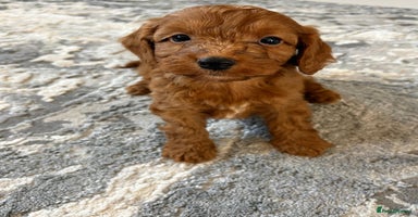 Cockapoo dogs - Advert 3