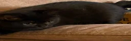 British Shorthair cats for sale: Two Beautiful BSH Black Boy Kittens-Ready now! - Advert 8