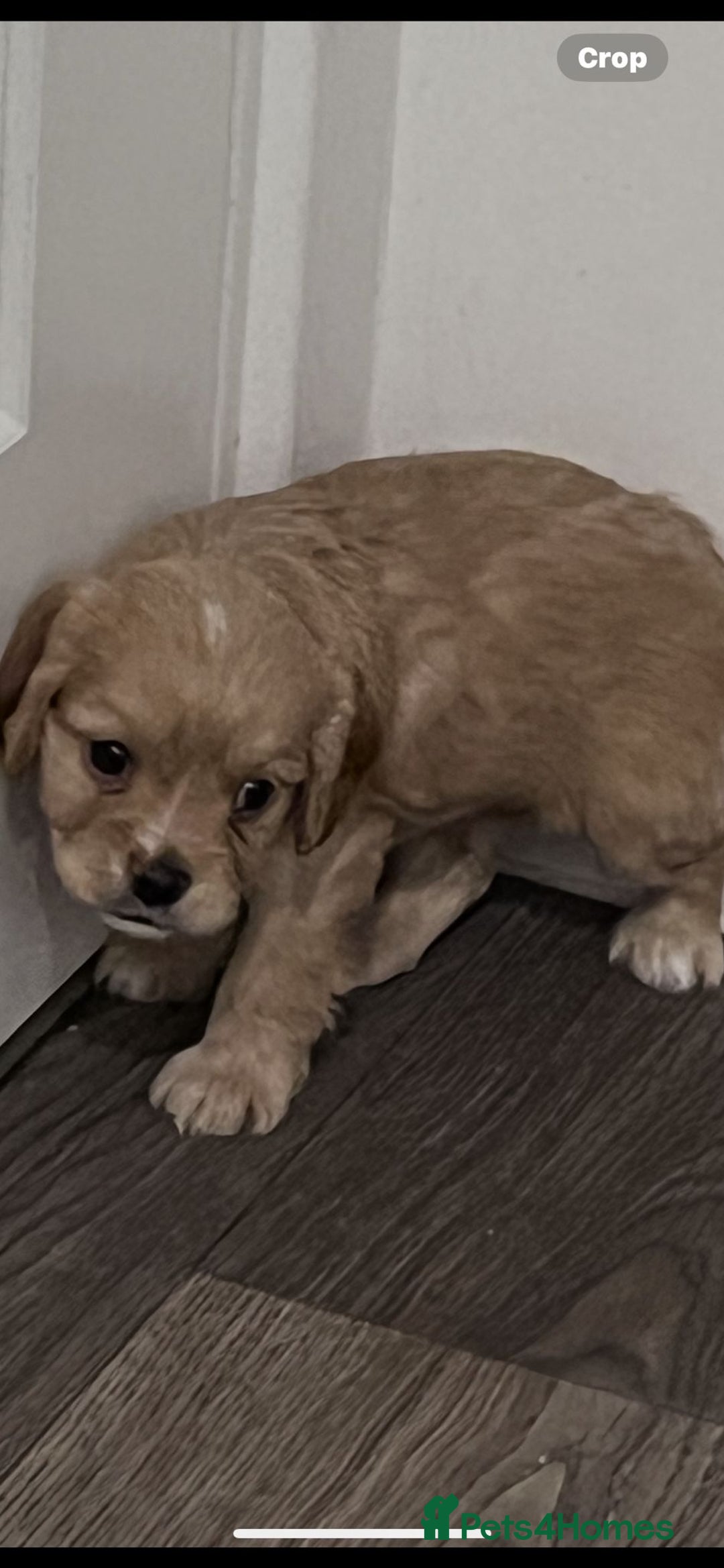 Cavapoo dogs for sale: Beautiful F1B REVERSE Cavapoos - Advert 6