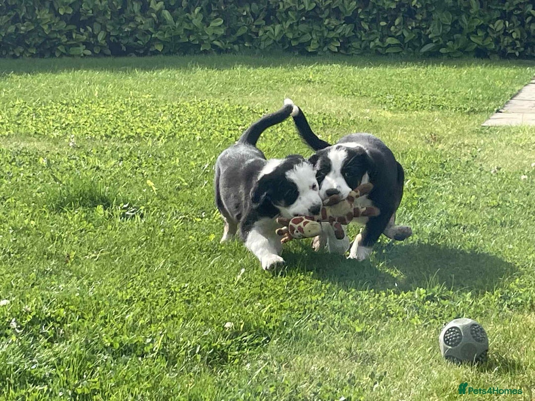 Border Collie dogs for sale: Outstanding Male Border Collie Pup - Image 6