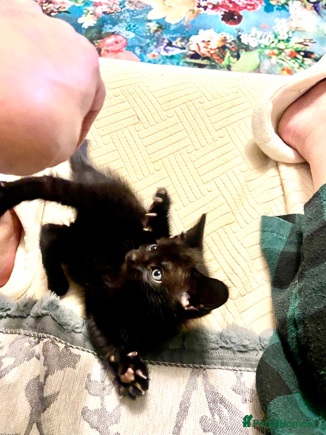 Mixed Breed cats for sale: 4 gorgeous kittens - Image 11