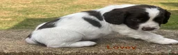 English Springer Spaniel dogs for sale: English Springer Spaniels white and liver girls in Thirsk - Advert 16