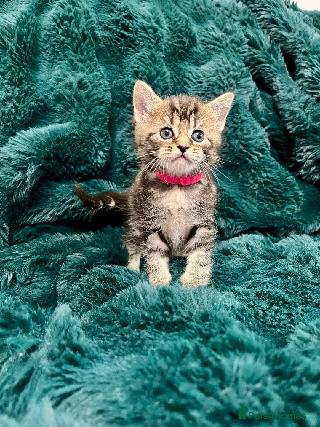 Maine Coon cats for sale: Last 2 kittens available  - Advert 16