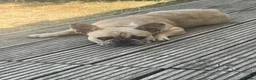 French Bulldog dogs for sale: 9 months French bulldog  - Advert 2